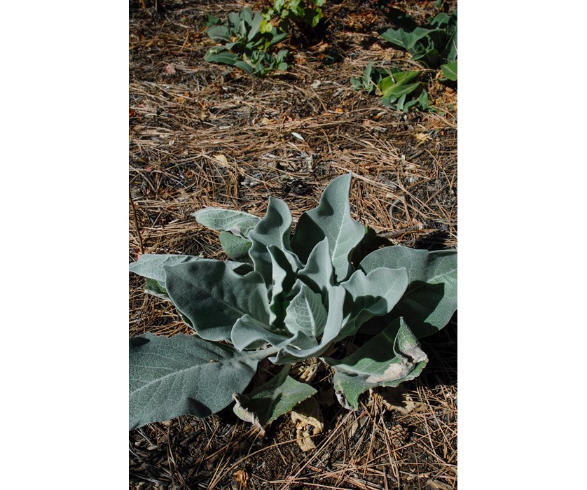 Arctic Summer Mullein